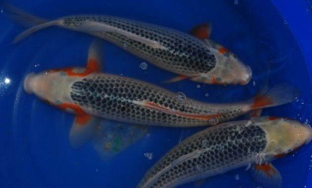 錦鯉魚和金魚能混養嗎