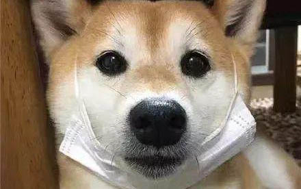什么是狗狗吃的益生菌