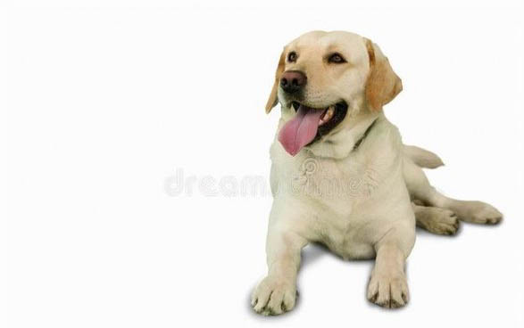 狗狗缺鈣有什么癥狀