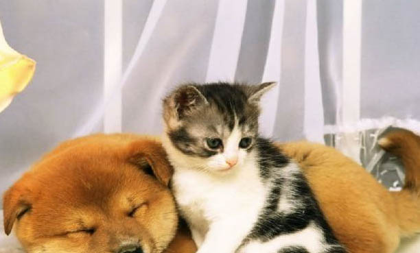 貓咪犬牙掉了多久能長出來