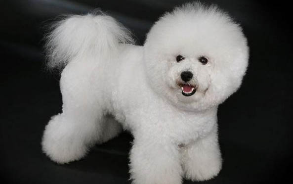 如何輕松幫助金毛犬遠(yuǎn)離螨蟲(chóng)傷害