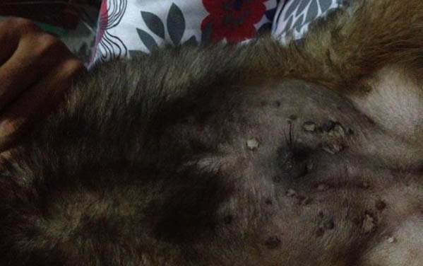 狗狗為什么不讓親腦袋