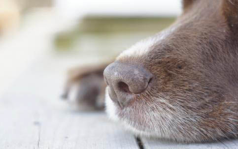 狗狗懷孕要幾個月生小狗