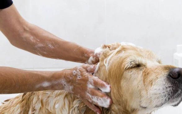 犬瘟單抗和細(xì)小單抗間隔多久