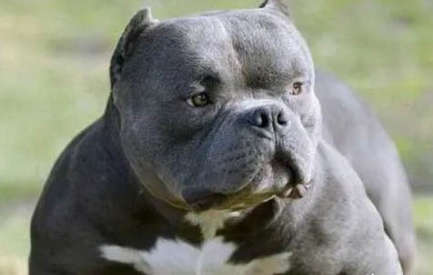 惡霸犬怎么訓(xùn)練拉屎拉尿