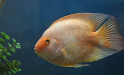 老虎類異形魚飼養(yǎng)方法