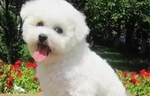 狗狗從腹部一抽一抽還嘔吐