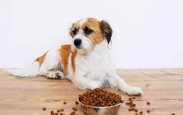 狗狗的皮膚病有哪些種類?