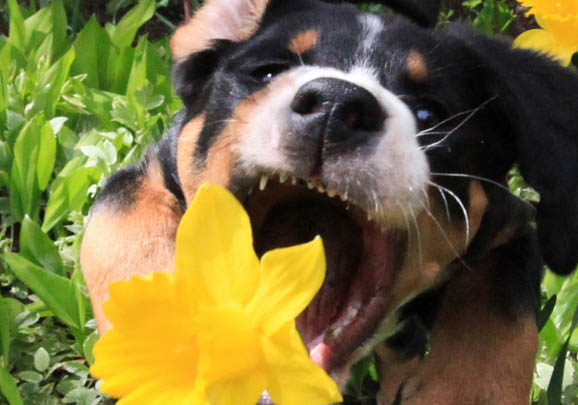 大瑞士山地犬的壽命一般是多久