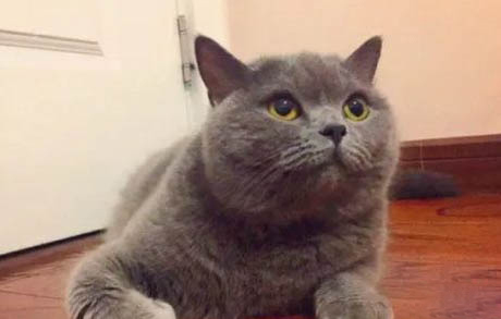 俄羅斯藍貓飼養