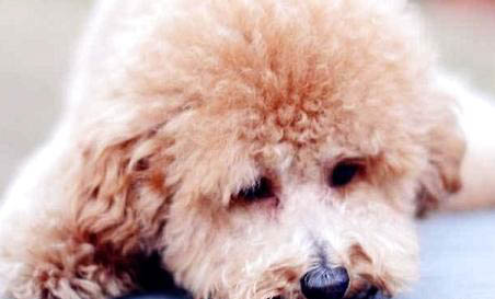 泰迪犬一般能活多少年