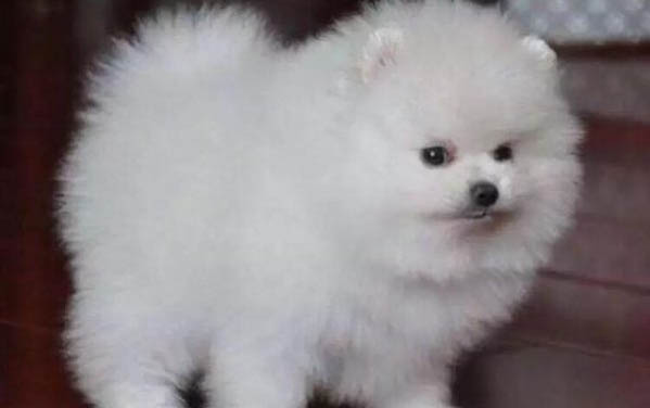 狗狗拉稀嘔吐是怎么回事