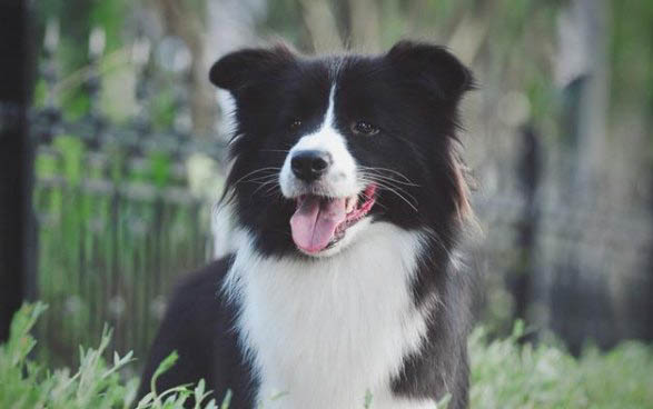 犬瘟多久就可以停藥