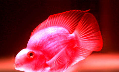 鳳尾魚尾巴爛了怎么治療