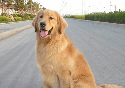 白色金毛犬價格小狗多少錢呢