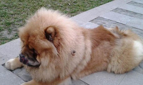 松獅犬可以吃人類的什么食物