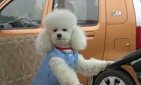 純種貴賓犬有幾種顏色