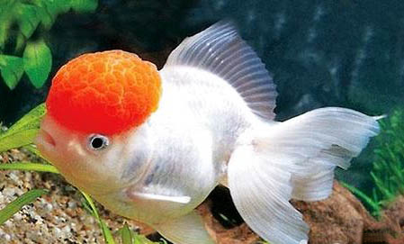 鵝頭紅金魚好養(yǎng)嗎