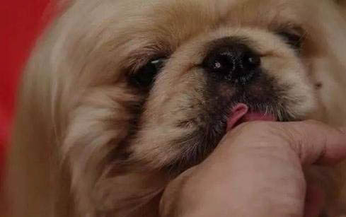 狗狗著涼拉肚子了怎么辦?