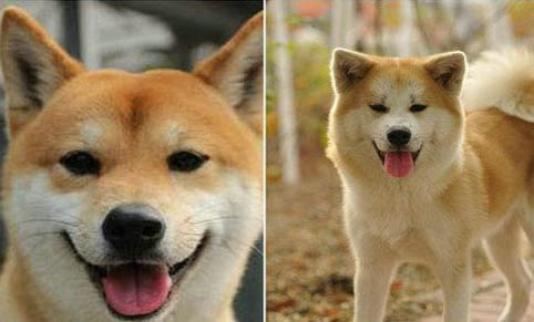 小柴犬的飼養(yǎng)方法是什么