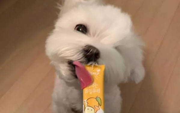 母狗生完小狗不吃東西的原因及處理方法