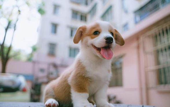 狗狗為什么哼哼唧唧的叫