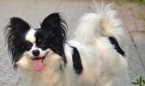 蝴蝶犬的優缺點主要有哪些