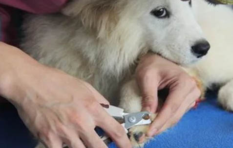 狗狗犬瘟熱早期癥狀
