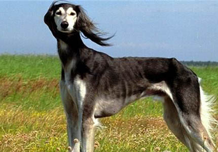 乞沙比克獵犬窩咳吃什么藥最好