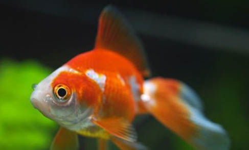 龍種金魚有哪些品種