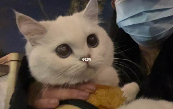 小貓餓了的表現?