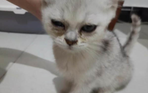 小貓鼻子干但精神好怎么回事啊