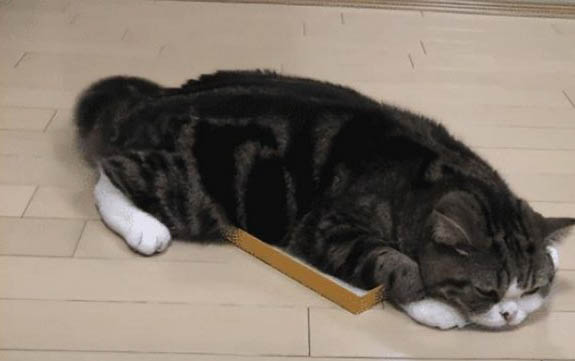 貓咪摔了一下一直趴著咋辦