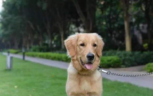 幼犬冠狀治療要多久?