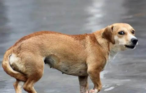 中國禁養(yǎng)犬種有哪些?