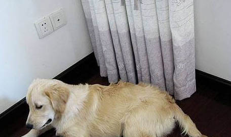 狗能吃板栗嗎?