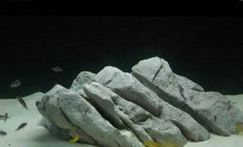 觀賞魚的體色為何豐富多彩