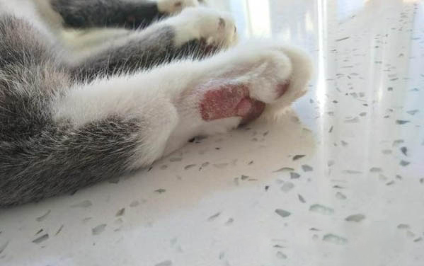 小貓一直嘔吐是怎么回事