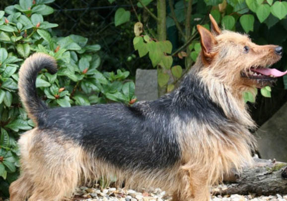 澳大利亞牧牛犬喜歡什么