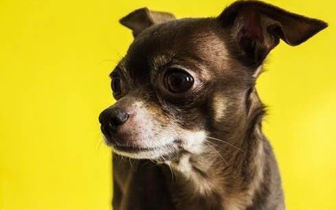 如何分辨是不是犬窩咳