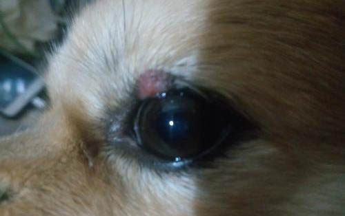 房間有狗虱子怎么徹底清除