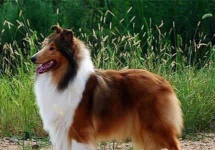 邊境牧羊犬鼻子真菌感染