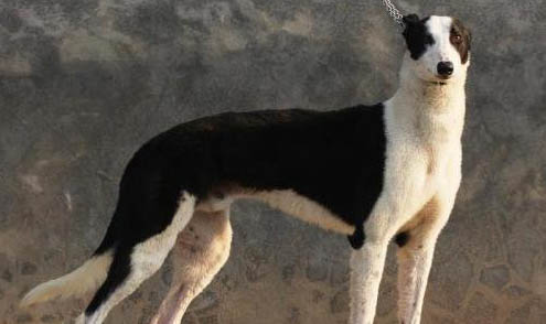 格力犬嘔吐、不吃東西的原因及處理方法
