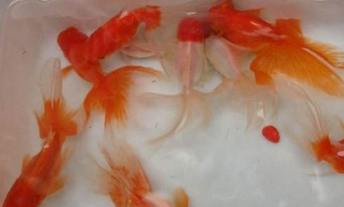 觀賞魚(yú)為什么會(huì)爛嘴