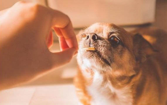 如何才能放心的讓狗狗獨(dú)自在家