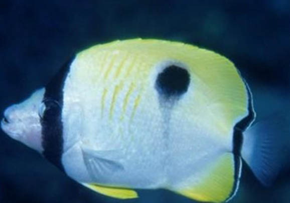 怪蝴蝶魚好養嗎