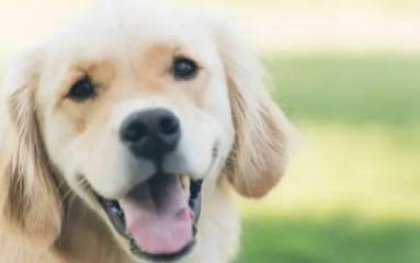 犬瘟要多久才能洗澡