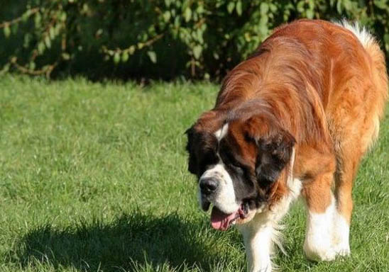 圣伯納犬冠狀病毒愈后注意事項
