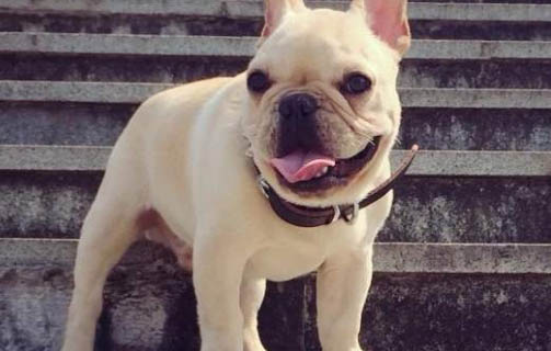 狗狗打了狂犬疫苗咬人有事嗎