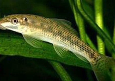 青苔鼠吃魚糞便嗎